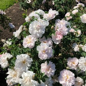 Meet your Posher, Mary